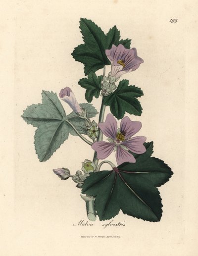 Mor çiçekli ebegümeci, Malva sylvestris by James Sowerby