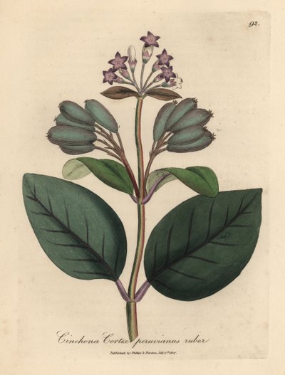 Mor çiçekli kırmızı Peru kabuğu ağacı, Cinchona cortex peruvianus ruber by James Sowerby