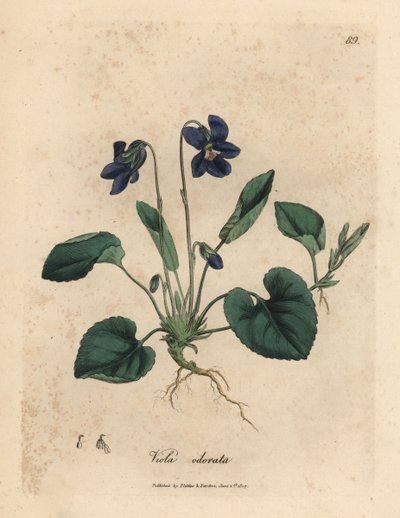 Mor çiçekli tatlı menekşe, Viola odorata by James Sowerby