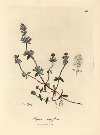 Mor çiçekli yabani kekik, Thymus serpyllum by James Sowerby