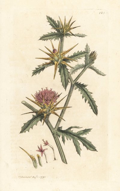 Mor starthistle, Centaurea calcitrapa (Centauree hatchback, Centauree etoilee veya Star Thistle) James Smith's English Botany, Londra'dan James Sowerby tarafından yapılmış bir illüstrasyondan sonra elle boyanmış bakır levha gravürü by James Sowerby