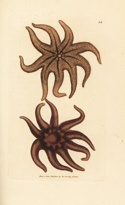 Mor güneş yıldızı, Solaster endeca (Dokuz ışınlı denizyıldızı, Asterias endeca). The British Miscellany'den James Sowerby tarafından elle boyanmış bakır levha gravürü veya yeni, nadir veya az bilinen hayvan konularının renkli figürleri. by James Sowerby