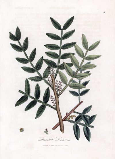 Macun ağacı veya lentiscus fıstık - Macun ağacı, Pistacia lentiscus. William Woodville'den James Sowerby ve Sir William Jackson Hooker'ın “” Medical Botany,” John Bohn, Londra'dan yaptığı bir botanik illüstrasyondan elle boyanmış bakır levha gr by James Sowerby