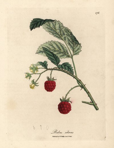 Olgun meyve ve sarı çiçekler, Rubus idaeus ile ahududu çalı by James Sowerby