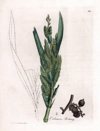 Rattan Palmiye - Döner kamışı, Hint kamışı döner. William Woodville'den James Sowerby ve Sir William Jackson Hooker'ın “” Medical Botany,” John Bohn, Londra'dan yaptığı bir botanik illüstrasyondan elde boyanmış bakır levha gravürü by James Sowerby