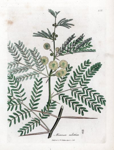 Kırmızı Sakız - Arap sakızı ağacı, Acacia nilotica. William Woodville'den James Sowerby ve Sir William Jackson Hooker'ın "" Medical Botany"," John Bohn, Londra'dan yaptığı bir botanik illüstrasyondan elle boyanmış bakır levh by James Sowerby