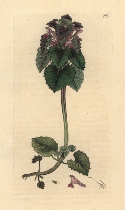 Kırmızı ısırgan otu, Lamium purpureum James Smith'in İngiliz Botaniği için James Sowerby tarafından yapılmış bir çizimden sonra elle boyanmış bakır levha gravürü by James Sowerby