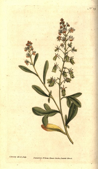 Reseda odorant - Tatlı kokulu reseda veya mignonette, Reseda odorata. William Curtis'in The Botanical Magazine'den James Sowerby'nin el boyaması bakır levha gravürü ve botanik çizimi, Lambeth Marsh, Londra by James Sowerby