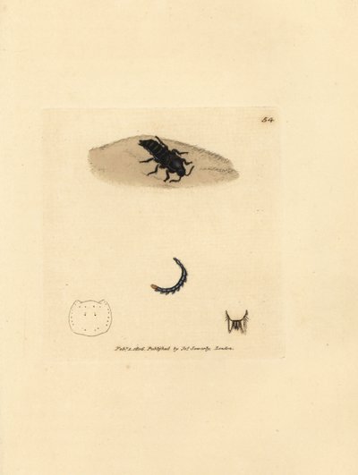 Rove böceği, Velleius dilatatus (Tırtıklı boynuzlu Staphylinus, Staphylinus concolor). The British Miscellany'den James Sowerby'nin El Boyalı Bakır Levha Gravürü veya Yeni, Nadir veya Az Bilinen Hayvan Konularının Renkli Figürleri. by James Sowerby