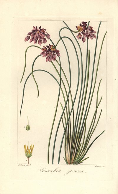 Rush lily, Sowerbaea juncea, Avustralya'ya özgü. Adını botanik sanatçısı James Sowerby'den almıştır. Mordant de Launay'ın “Herbier General de l'Amateur” Aud adlı eserinden Pancrace Bessa'nın botanik illüstrasyonundan Barrois tarafından  by James Sowerby