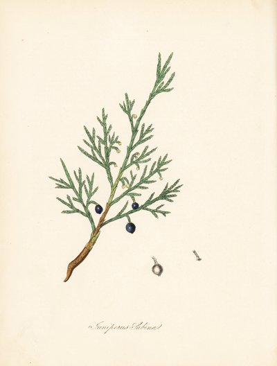 Sabine ardıç - Ortak savin veya ardıç savin, Juniperus sabina. William Woodville'den James Sowerby tarafından yapılan bir illüstrasyondan ve Sir William Jackson Hooker'ın “Medical Botany” adlı eserinden alınmıştır.” by James Sowerby
