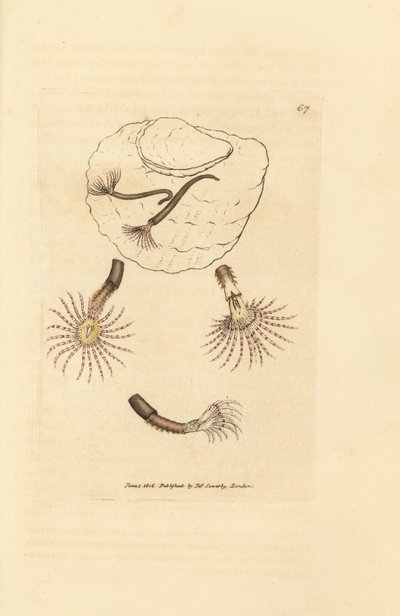 Kızıl duyargalı kum solucanı, Amphitrite rosea. The British Miscellany'den James Sowerby tarafından elle boyanmış bakır levha gravürü veya yeni, nadir veya az bilinen hayvan konularının renkli figürleri. by James Sowerby