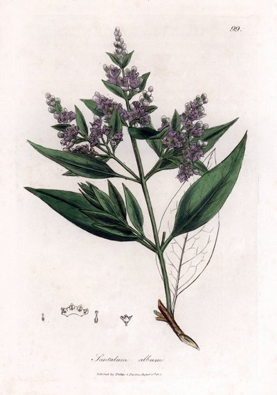 Sandal ağacı - Hint sandal ağacı, Santalum albümü. Hassas. William Woodville'den James Sowerby ve Sir William Jackson Hooker'ın “” Medical Botany,” John Bohn, Londra'dan yaptığı bir botanik illüstrasyondan elde boyanmış bakır levha gravürü by James Sowerby