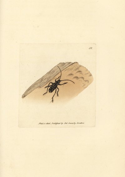 Sarosesthes fulminans böceği (Cerambyx fulminans). The British Miscellany'den James Sowerby tarafından elle boyanmış bakır levha gravürü veya yeni, nadir veya az bilinen hayvan konularının renkli figürleri. by James Sowerby