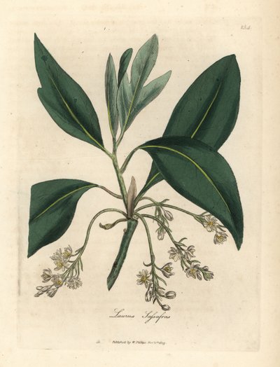 Sassafras ağacı, Laurus sassafras by James Sowerby