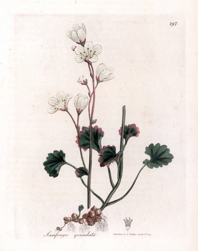 Saxifrage granül veya kabarcıklar - Beyaz saksafon, Saxifraga granulata. William Woodville'den James Sowerby ve Sir William Jackson Hooker'ın “” Medical Botany,” John Bohn, Londra'dan yaptığı bir botanik illüstrasyondan elle boyanmış bakır levh by James Sowerby