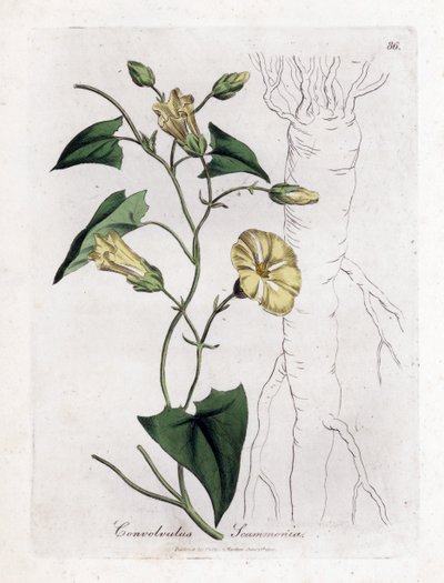 Scamonee - Scammony gündüzsefası, Convolvulus scammonia. William Woodville'den James Sowerby ve Sir William Jackson Hooker'ın “” Medical Botany,” John Bohn, Londra'dan yaptığı bir botanik illüstrasyondan elle boyanmış bakır levha gravürü by James Sowerby