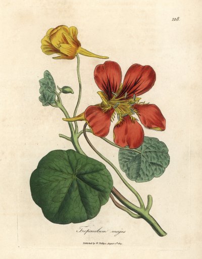 Kırmızı ve sarı çiçekli büyük Hint teresi, Tropaeolum majus by James Sowerby