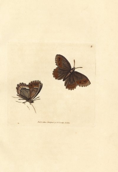 İskoç Argus kelebeği, Erebia aethiops (Papilio blandina). The British Miscellany'den James Sowerby'nin El Boyalı Bakır Levha Gravürü veya Yeni, Nadir veya Az Bilinen Hayvan Konularının Renkli Figürleri. by James Sowerby