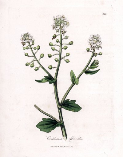 İskorbüt otu, Cochlearia officinalis. William Woodville'den James Sowerby ve Sir William Jackson Hooker'ın "" Medical Botany"," John Bohn, Londra'dan yaptığı bir botanik illüstrasyondan elle boyanmış bakır levha gravürü by James Sowerby