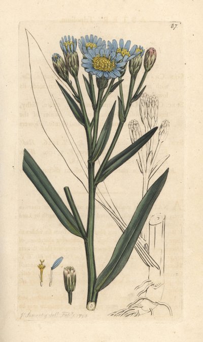 Deniz dalyası, Tripolium pannonicum subsp. tripolium (Sea starwort, Aster tripolium) (Aster maritime) James Smith's English Botany, Londra'dan James Sowerby tarafından yapılmış bir illüstrasyondan sonra elle boyanmış bakır levha gravürü by James Sowerby