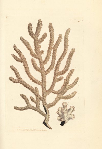 Deniz yelpazesi, Gorgonia türleri (Slender gorgonia, Gorgonia viminalis?). The British Miscellany'den James Sowerby'nin El Boyalı Bakır Levha Gravürü veya Yeni, Nadir veya Az Bilinen Hayvan Konularının Renkli Figürleri. by James Sowerby
