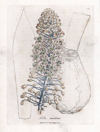 Deniz soğanı veya kalamar, Drimia maritima. William Woodville'den James Sowerby ve Sir William Jackson Hooker'ın "" Medical Botany"," John Bohn, Londra'dan yaptığı bir botanik illüstrasyondan elle boyanmış bakır levha gravür by James Sowerby