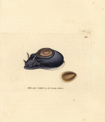 Deniz salyangozu veya deniz tavşanı, Aplysia punktata (Aplysia hybrida). The British Miscellany'den James Sowerby tarafından elle boyanmış bakır levha gravürü veya yeni, nadir veya az bilinen hayvan konularının renkli figürleri. by James Sowerby