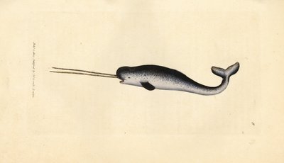 Deniz tek boynuzlu atı veya deniz gergedanı, Monodon monoceros. Çift dişli nadir örnek. The British Miscellany'den James Sowerby tarafından elle boyanmış bakır levha gravürü veya yeni, nadir veya az bilinen hayvan konularının renkli figürleri. by James Sowerby