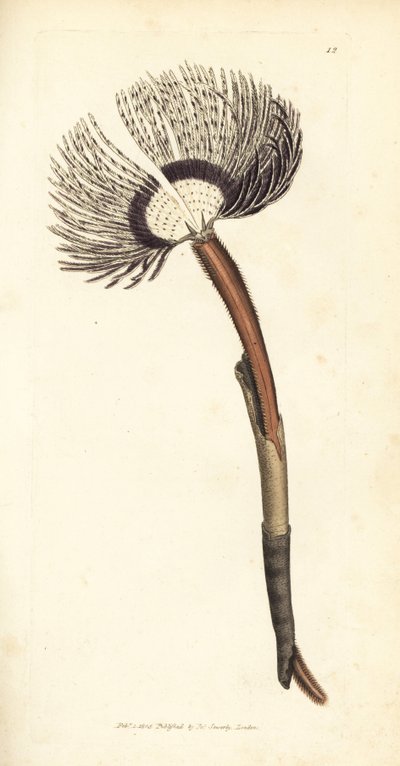Deniz solucanı, Amphitrite ventilabrum. The British Miscellany'den James Sowerby tarafından elle boyanmış bakır levha gravürü veya yeni, nadir veya az bilinen hayvan konularının renkli figürleri. by James Sowerby