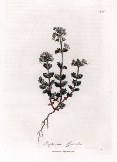 Kısa görüşlü çimen - Yaygın göz otu, Euphrasia officinalis. William Woodville'den James Sowerby ve Sir William Jackson Hooker'ın "" Medical Botany"," John Bohn, Londra'dan yaptığı bir botanik illüstrasyondan elle boyanmış ba by James Sowerby