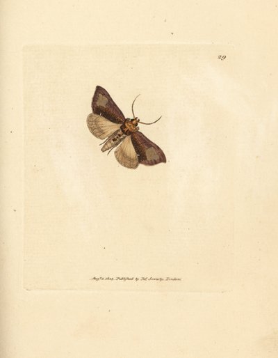 İnce açkılı böğürtlenler, Thysanoplusia orichalcea (Yorkshire perdahlı börek güvesi; Phalaena Noctua aerifera). The British Miscellany'den James Sowerby tarafından elle boyanmış bakır levha gravürü veya yeni, nadir veya az bilinen hayvan türlerinin ren by James Sowerby