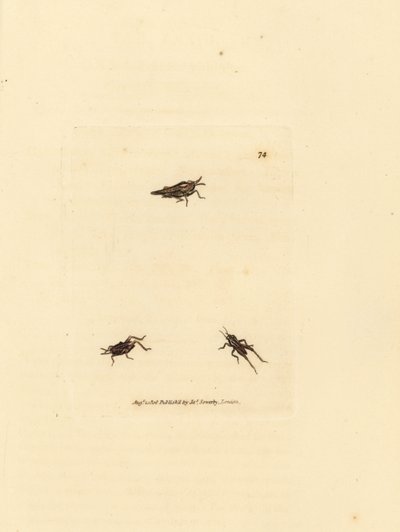İnce çekirge, Tetrix subulata (AWL-şekilli acrydium, Acrydium subulatum). The British Miscellany'den James Sowerby tarafından elle boyanmış bakır levha gravürü veya yeni, nadir veya az bilinen hayvan konularının renkli figürleri. by James Sowerby