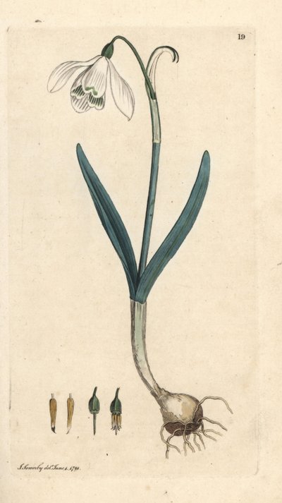 Kardelen, Galanthus nivalis. James Smith's English Botany, Londra'dan James Sowerby tarafından yapılan bir illüstrasyondan sonra elle boyanmış bakır levha gravürü by James Sowerby
