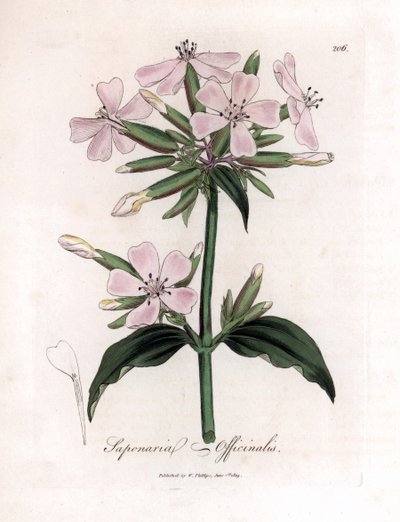 Sabunotu, Saponaria officinalis. William Woodville'den James Sowerby ve Sir William Jackson Hooker'ın “” Medical Botany,” John Bohn, Londra'dan yaptığı bir botanik illüstrasyondan elle boyanmış bakır levha gravürü by James Sowerby