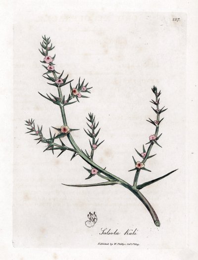 Soda brulee - Dikenli tuzlu su, Kali turgida. William Woodville'den James Sowerby ve Sir William Jackson Hooker'ın “” Medical Botany,” John Bohn, Londra'dan yaptığı bir botanik illüstrasyondan elde boyanmış bakır levha gravürü by James Sowerby