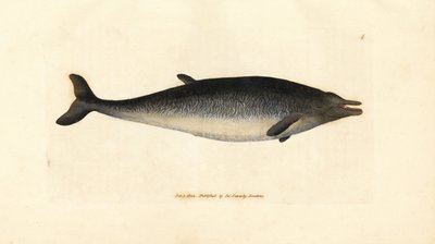 Sowerby gagalı balinası, Mesoplodon bidens (Physeter bidens, iki dişli ispermeçet balinası). The British Miscellany'den James Sowerby tarafından elle boyanmış bakır levha gravürü veya yeni, nadir veya az bilinen hayvan konularının renkli figürleri. by James Sowerby