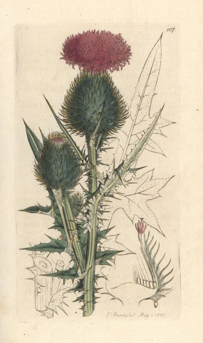 Mızrak devedikeni, Cirsium vulgare (Carduus lanceolatus) (Common Cirse) James Smith's English Botany, Londra'dan James Sowerby tarafından yapılmış bir illüstrasyondan sonra elle boyanmış bakır levha gravürü by James Sowerby