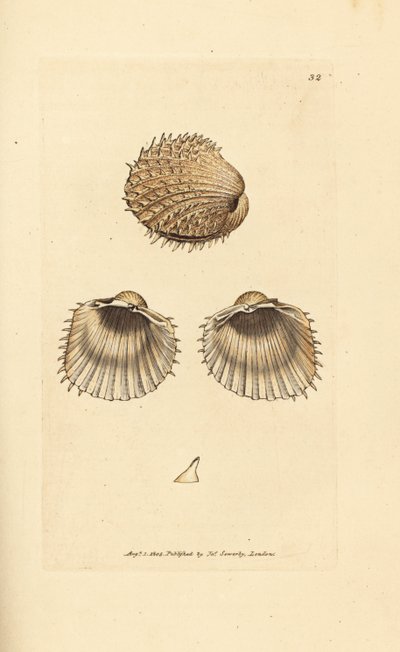 Dikenli midye, Acanthocardia aculeata (Cardium spinosum). The British Miscellany'den James Sowerby tarafından elle boyanmış bakır levha gravürü veya yeni, nadir veya az bilinen hayvan konularının renkli figürleri. by James Sowerby