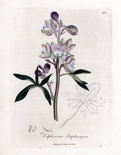 Staphisegar veya bitli çimen veya gutlu veya yabani üzümlü çimen - Palmated larkspur veya stavesacre, Delphinium staphisagria. William Woodville ve Sir William Jackson H'den James Sowerby'nin botanik bir çiziminden elle boyanmış bakır levha gravürü by James Sowerby