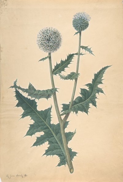 Devedikeni Çalışması, 1822
