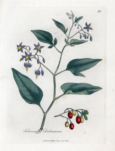 Tatlı acı veya tatlı acı itüzümü - Woody itüzümü, Solanum dulcamara. William Woodville'den James Sowerby ve Sir William Jackson Hooker'ın “” Medical Botany,” John Bohn, Londra'dan yaptığı bir botanik illüstrasyondan elle boyanmış bakır levha gr by James Sowerby