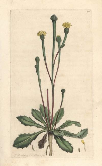 Swin'in otu, Arnoseris minima (Hyoseris minima). James Smith's English Botany, Londra'dan James Sowerby tarafından yapılan bir illüstrasyondan sonra elle boyanmış bakır levha gravürü by James Sowerby