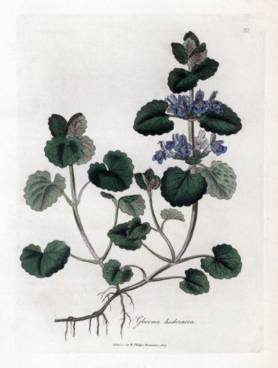 Karasal Sarmaşık - Öğütülmüş sarmaşık, Glecoma hederacea. William Woodville'den James Sowerby ve Sir William Jackson Hooker'ın "" Medical Botany"," John Bohn, Londra'dan yaptığı bir botanik illüstrasyondan elle boyanmış bakı by James Sowerby