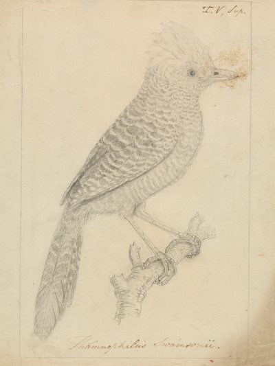 Püsküllü Antshrike by James Sowerby