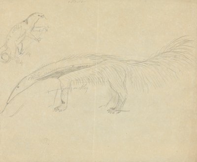 iki karıncayiyen by James Sowerby