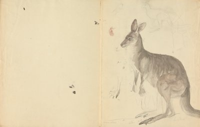 Ayrıntılarıyla İki Kanguru by James Sowerby