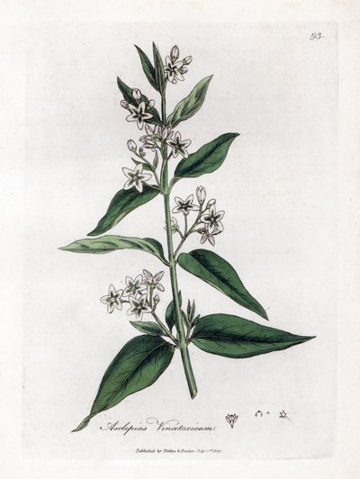 Çeşitli asclepias - Swallowwort, Asclepias vincetoxicum. William Woodville'den James Sowerby ve Sir William Jackson Hooker'ın “” Medical Botany,” John Bohn, Londra'dan yaptığı bir botanik illüstrasyondan elde boyanmış bakır levha gravürü by James Sowerby