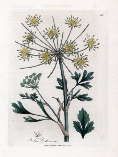 Reçine sakızı üreten çeşitli umbellifere - Lovage yapraklı bubon, Bubon galbanum. William Woodville'den James Sowerby ve Sir William Jackson Hooker'ın "" Medical Botany"," John Bohn, Londra'dan yaptığı bir botanik illüstrasy by James Sowerby