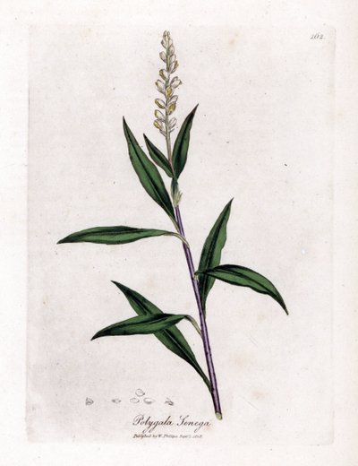 Virginia polygale veya süt otu - Senega, Polygala senega. William Woodville'den James Sowerby ve Sir William Jackson Hooker'ın “” Medical Botany,” John Bohn, Londra'dan yaptığı bir botanik illüstrasyondan elle boyanmış bakır levha gravürü by James Sowerby